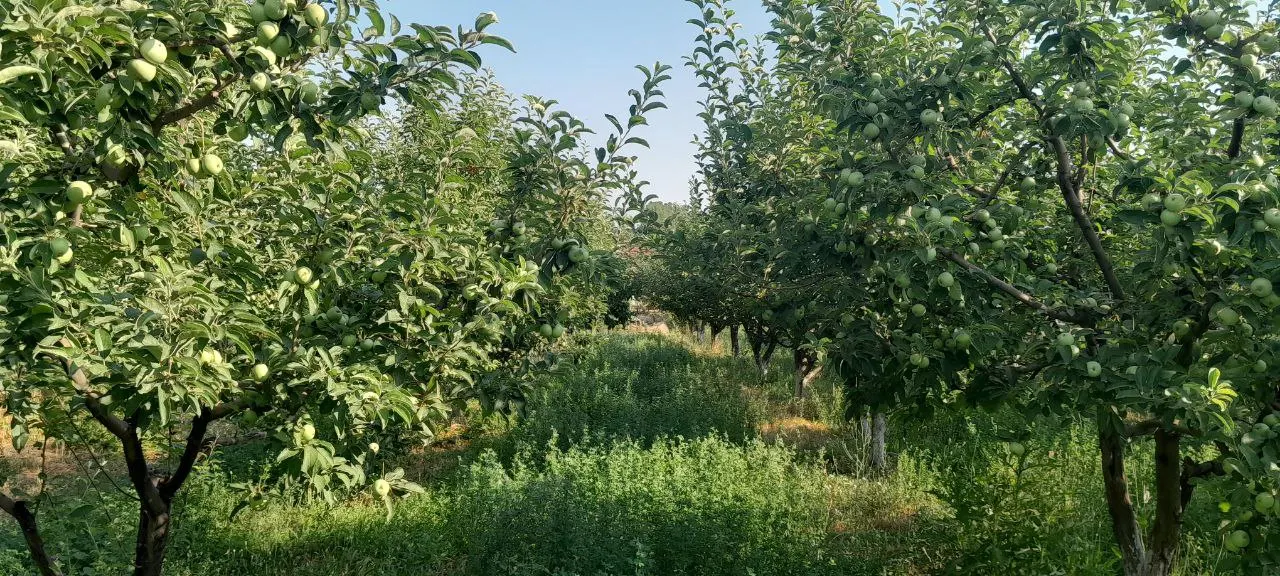 Продаётся участок — Ташкентская область
