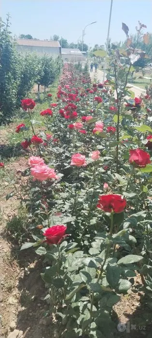 Ijaraga beriladi 4 xonali kvartira, 18 m², 1/1 qavat — Toshkent tumani
