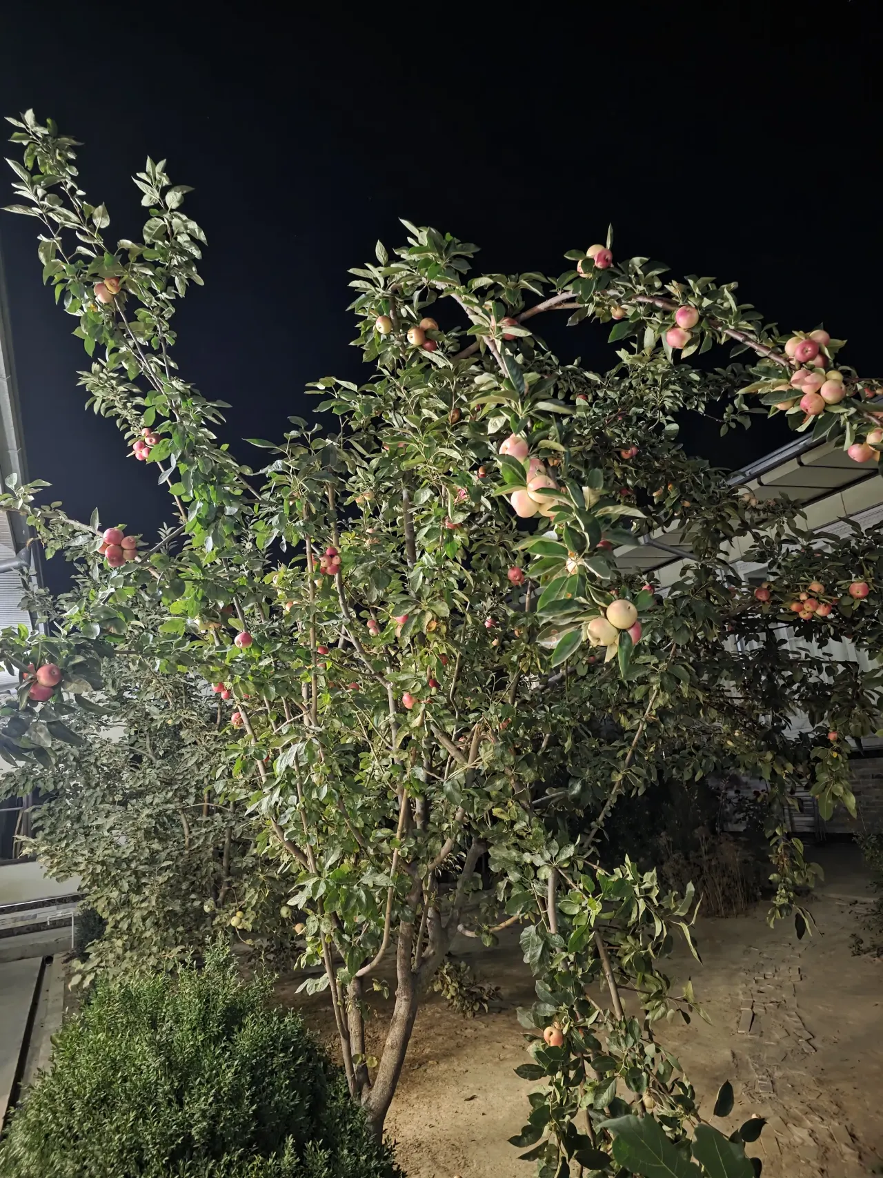 Sotiladi yer uchastkasi, 4 sotix — Toshkent tumani